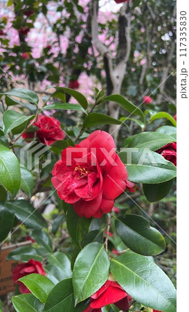 椿山荘 文京区 117335830