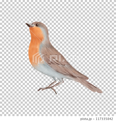 Bird with brown and gray feathers and vibrant orange breast. Hand drawn watercolor illustration on a white background. Ideal for nature designs, greeting cards, posters and decorative art. Bird with brown and gray feathers and vibrant orange breast. Hand drawn watercolor illustration on a white background. Ideal for nature designs, greeting cards, posters and decorative art. 117335842