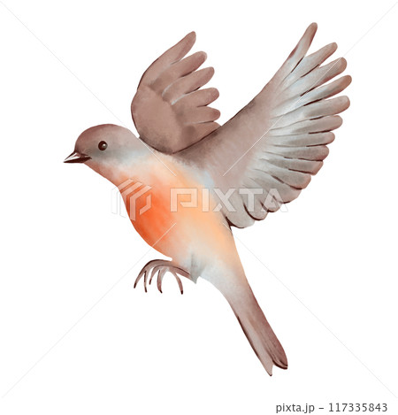 Flying bird with soft brown and gray feathers and vibrant orange breast. Hand drawn watercolor illustration on a white background. Ideal for nature-themed designs, greeting cards, and decorative art. Flying bird with soft brown and gray feathers and vibrant orange breast. Hand drawn watercolor illustration on a white background. Ideal for nature-themed designs, greeting cards, and decorative art. 117335843