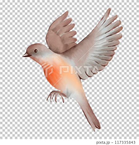 Flying bird with soft brown and gray feathers and vibrant orange breast. Hand drawn watercolor illustration on a white background. Ideal for nature-themed designs, greeting cards, and decorative art. Flying bird with soft brown and gray feathers and vibrant orange breast. Hand drawn watercolor illustration on a white background. Ideal for nature-themed designs, greeting cards, and decorative art. 117335843