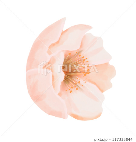 Peach flower side view. Watercolor illustration isolated on a white background. Perfect for wedding invitations, birthday cards and packaging designs. Peach flower side view. Watercolor illustration isolated on a white background. Perfect for wedding invitations, birthday cards and packaging designs. 117335844