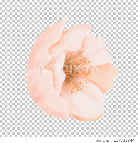 Peach flower side view. Watercolor illustration isolated on a white background. Perfect for wedding invitations, birthday cards and packaging designs. Peach flower side view. Watercolor illustration isolated on a white background. Perfect for wedding invitations, birthday cards and packaging designs. 117335844