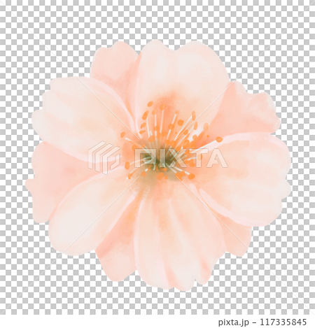 Peach flower close up. Watercolor hand painted botanical illustration isolated on a white background. Top view. Perfect for wedding invitations, greeting cards, prints and packaging designs. 117335845