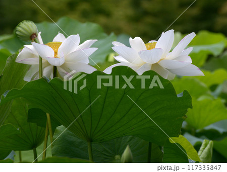 ハスの花 117335847