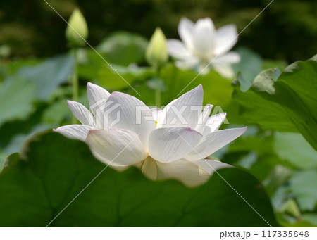 ハスの花 117335848