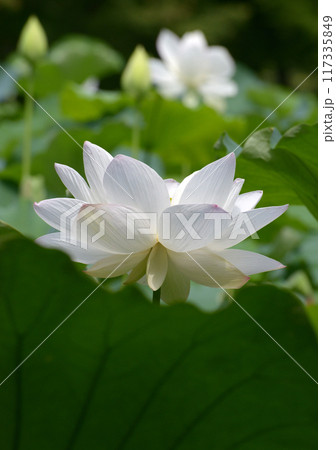 ハスの花 117335849