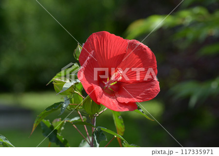 イカロス タイタンビカス イカロス タイタンビカス 117335971