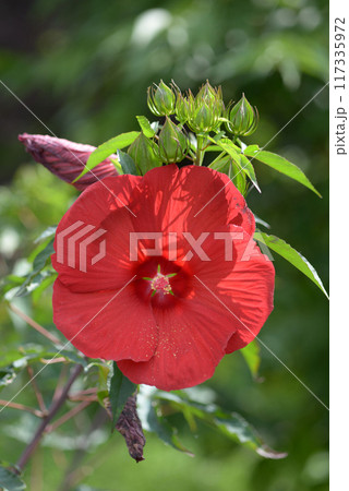 イカロス タイタンビカス イカロス タイタンビカス 117335972