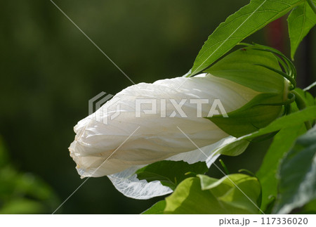 エルフ　タイタンビカス 117336020