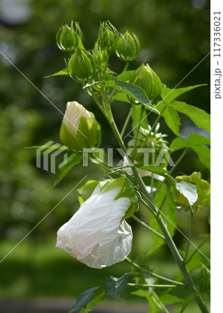 エルフ　タイタンビカス 117336021