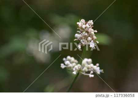 ヤブミョウガ ヤブミョウガ 117336058