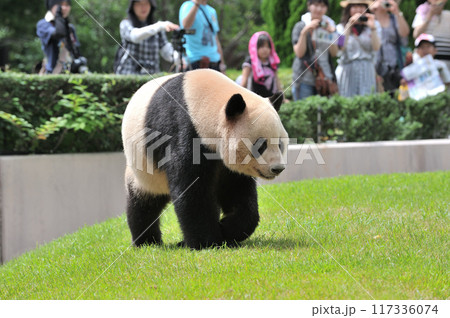 お散歩中の愛浜 お散歩中の愛浜 117336074