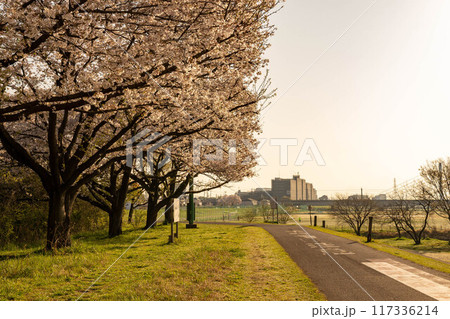 府中多摩川かぜのみちの桜 117336214