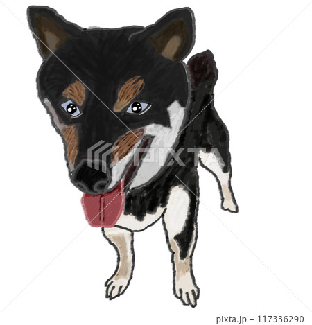 柴犬 柴犬 117336290