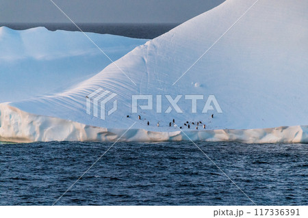 Gentoo Penguins in Antarctica Gentoo Penguins in Antarctica 117336391