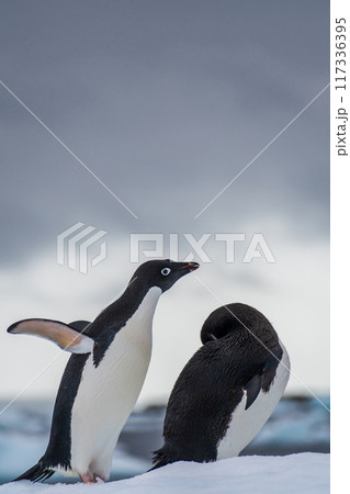 Adelie Penguin standing on an iceberg Adelie Penguin standing on an iceberg 117336395