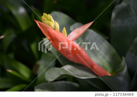 エクメア　リトル・ハーブ 117336469