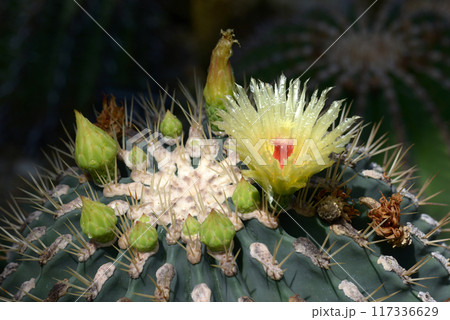 サボテンの花 117336629