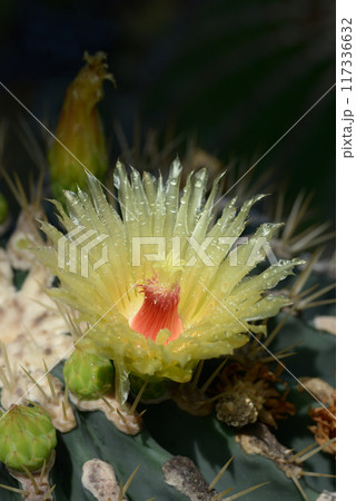 サボテンの花 サボテンの花 117336632