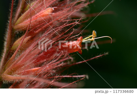 サンケジア・サンマルティネンシス サンケジア・サンマルティネンシス 117336680