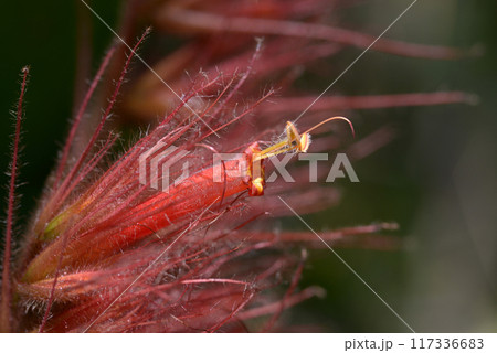 サンケジア・サンマルティネンシス サンケジア・サンマルティネンシス 117336683