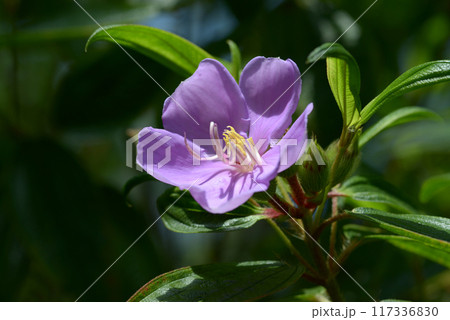 ノボタン 117336830