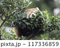 〔福井県・鯖江市西山動物園・10月〕樹上で寝るレッサーパンダ 　正面全身 117336859