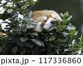 〔福井県・鯖江市西山動物園・10月〕樹上で寝るレッサーパンダ  117336860
