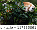 〔福井県・鯖江市西山動物園・10月〕樹上で寝るレッサーパンダ  117336861