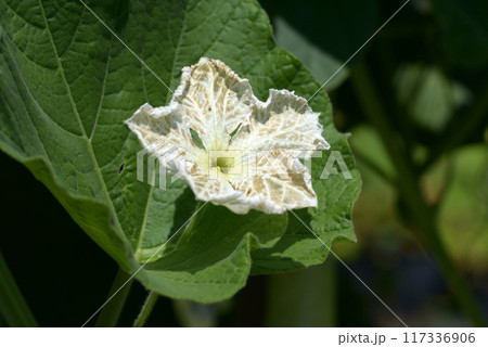 ひょうたんの花 117336906
