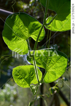 ひょうたんの若葉 117336924