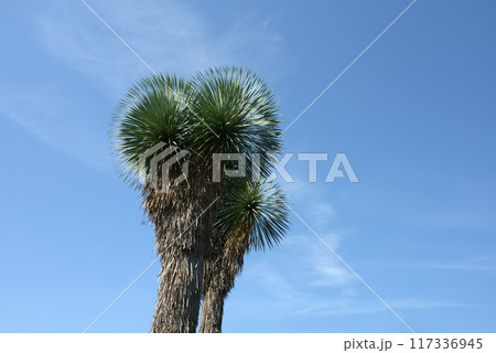 ユッカ・ロストラータ 117336945