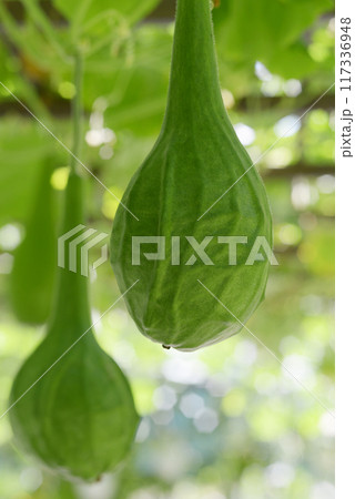 恐竜ひょうたん 117336948