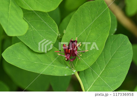 北海道大雪山で見た紅紫色の花が二輪並んで咲いている姿が綺麗なチシマヒョウタンボク 北海道大雪山で見た紅紫色の花が二輪並んで咲いている姿が綺麗なチシマヒョウタンボク 117336958