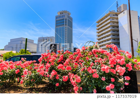 神奈川県　横須賀市　バラが咲き誇る ヴェルニー公園 117337019