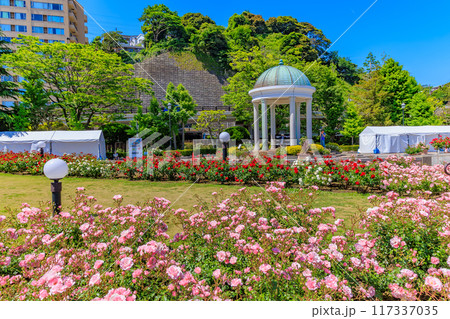 神奈川県　横須賀市　バラが咲き誇る ヴェルニー公園 117337035