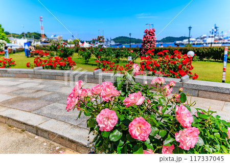 神奈川県 横須賀市 バラが咲き誇る ヴェルニー公園 神奈川県 横須賀市 バラが咲き誇る ヴェルニー公園 117337045