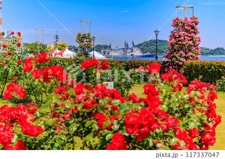 神奈川県 横須賀市 バラが咲き誇る ヴェルニー公園 神奈川県 横須賀市 バラが咲き誇る ヴェルニー公園 117337047