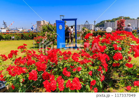 神奈川県　横須賀市　バラが咲き誇る ヴェルニー公園 117337049