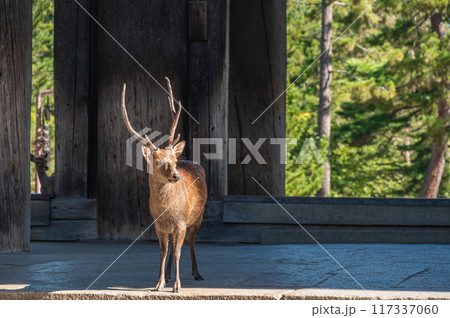 東大寺南大門と鹿 117337060