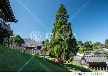 東大寺二月堂の良弁杉 117337068