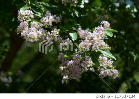 サルスベリ 117337134