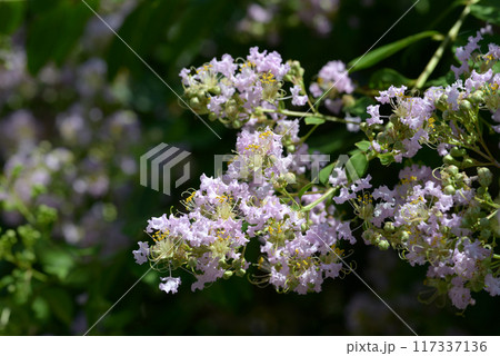 サルスベリ 117337136