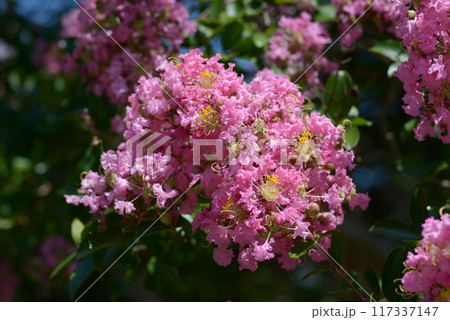 サルスベリ 117337147