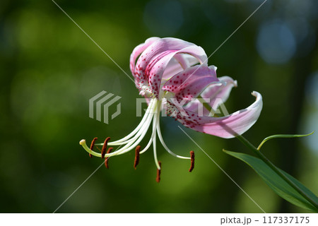 カノコユリ 117337175