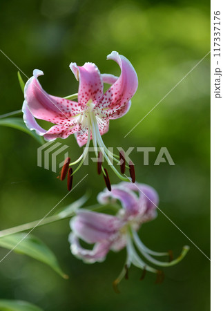 カノコユリ 117337176