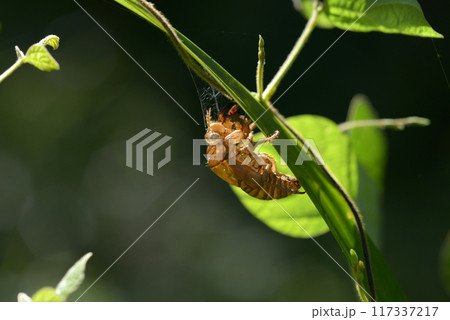 セミの抜け殻 セミの抜け殻 117337217