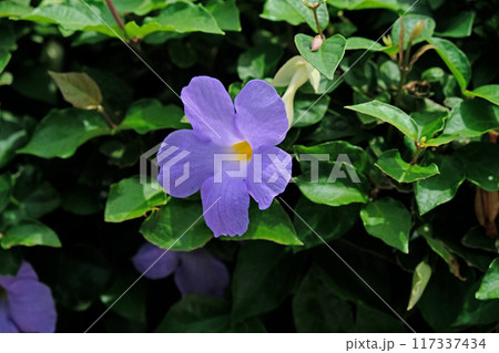 Purple flower of Bush clock vine Purple flower of Bush clock vine 117337434