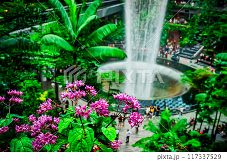 シンガポール チャンギ空港の風景 シンガポール チャンギ空港の風景 117337529