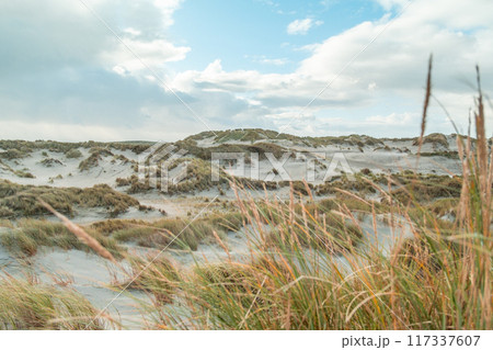 Terschelling island in the Wadden Sea - Holland or the Netherlands 117337607